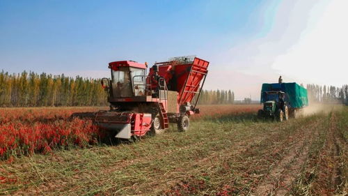 秋收警务护农安 警企联动助丰年——兵团石河子奏响新时代秋收护农进行曲